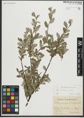 Foto von Salix repens subsp. repens L.
